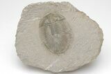 Thysanopeltella (Thysanopeltis) Trilobite - Jorf, Morocco #208951-1